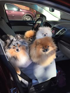 three small dogs sitting in the back seat of a car