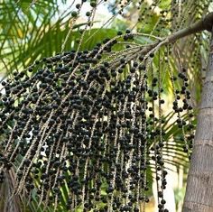 the fruit is hanging from the tree and ready to be picked up into the air