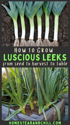 how to grow luscious leeks from seed to harvest table in the garden