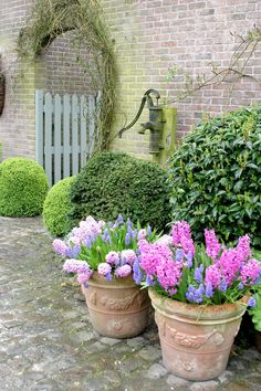 several potted plants with purple flowers in front of a brick wall and white gate