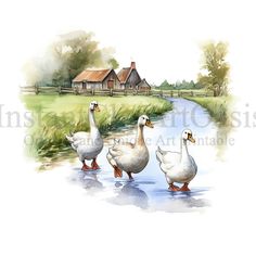 three geese are walking in the water near a farm house and stream with grass on either side