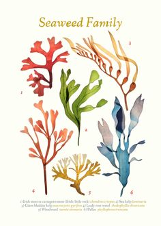 watercolor seaweed and corals on a white background