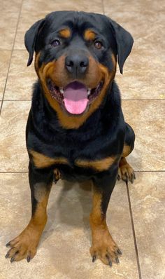 a black and brown dog sitting on top of a tile floor