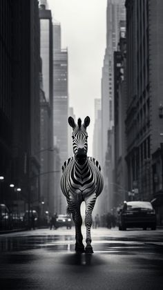 a zebra standing in the middle of a city street