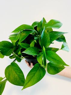 a person holding a potted plant with green leaves