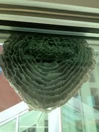 a close up of a window sill with a green plant hanging from it's side