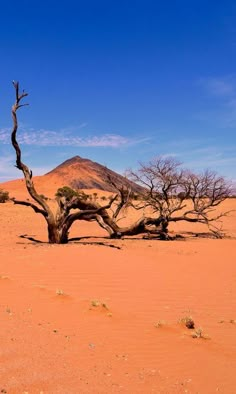 Chobe National Park, Desert Sahara, Deserts Of The World, Namibia Africa, Namib Desert, Africa Destinations, Guest Houses