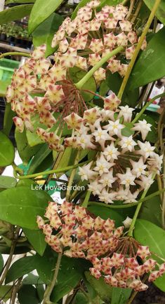 some white and pink flowers on a tree