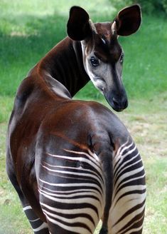 a zebra standing on top of a lush green field next to a grass covered field