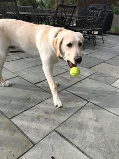 a large white dog holding a tennis ball in it's mouth while standing on a patio