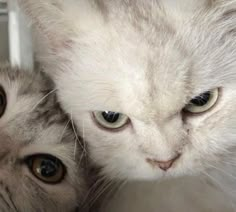 two white cats with green eyes looking at the camera