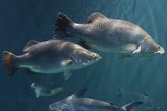 several fish swimming in the water near each other