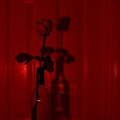 a single rose in a glass bottle with red light coming through the window behind it