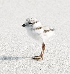 a small bird standing on top of a sandy beach