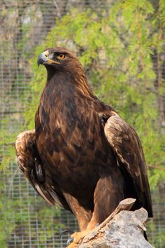 a large brown bird sitting on top of a tree branch