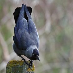 a blue bird sitting on top of a rock