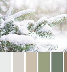 a pine tree covered in snow with color swatches