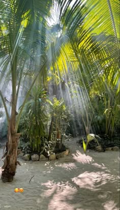 the sun shines through palm trees in an area with water and rocks on the ground