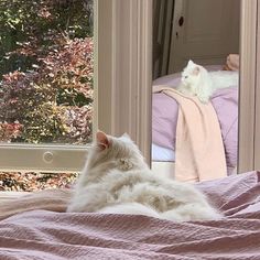 a white cat laying on top of a bed next to a window