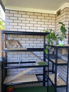 a cat sitting on top of a cage next to a plant