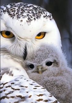 an owl and its baby are pictured in this close - up photo taken by the photographer