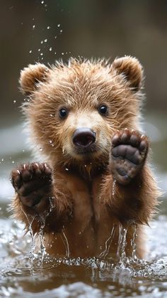 a brown bear standing in the water with its paws up and his paw on it's chest