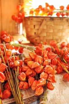 there are many red flowers that are on the table and in front of them is a basket full of orange tulips