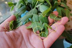 a person holding some green plants with yellow rings in their palm and two other hands