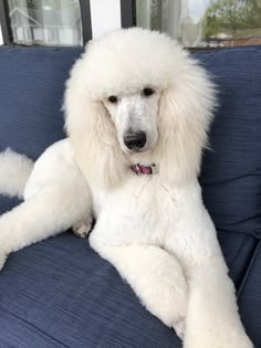 a white poodle sitting on top of a blue couch