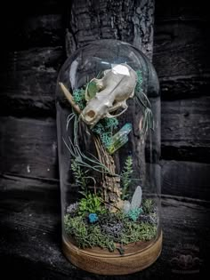 a cow skull in a glass jar with moss and other things inside it on a wooden table