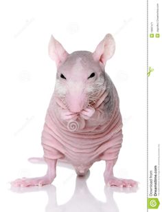 the hairless rat is standing on its hind legs and it's ears are curled up