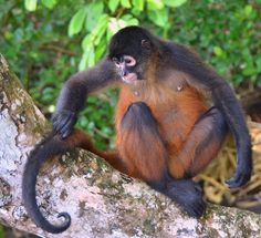 a brown and black monkey sitting on top of a tree branch in the jungles