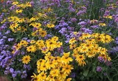 yellow and purple flowers are growing in the garden