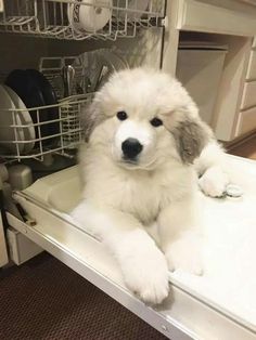 a fluffy white dog laying on top of a dishwasher in a kitchen area