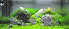 an aquarium filled with lots of green plants next to rocks and algae growing on the water