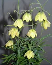 a plant with yellow flowers in a pot