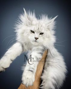 a fluffy white cat is sitting on top of a wooden chair and looking at the camera