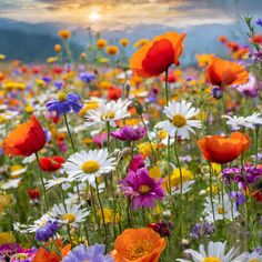 8 World Famous Wildflower Gardens You Must See in 2024 | Bigger Garden Wildflower Aesthetic, Valley Of Flowers, Flower Meadow, Garden Planner, Big Garden, Nothing But Flowers, Wild Orchid