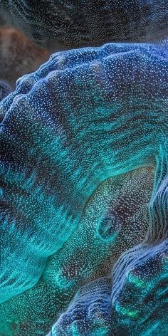 an underwater scene with blue and green corals