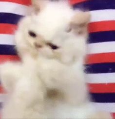 a blurry photo of a white cat in front of an american flag wallpaper