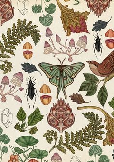 an illustration of various plants and insects