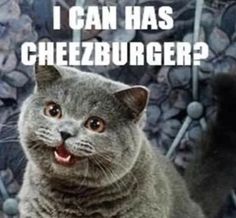 a grey cat sitting on top of a pile of rocks with the caption i can has cheezburger?