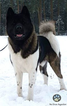 a large black and white dog standing in the snow with trees behind it on a leash