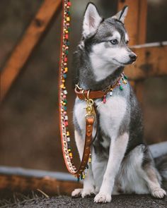 a husky dog wearing a beaded collar and leash