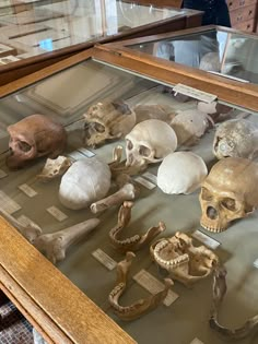 there are many skulls and bones on display in the glass case with wood trimmings