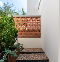 an outdoor area with some plants and rocks