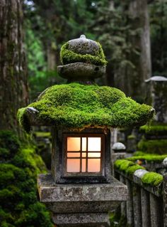 moss covered lantern in the middle of a forest