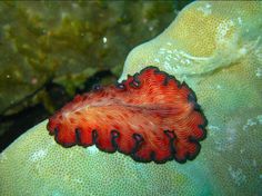 an orange and black sea slug on the ocean floor