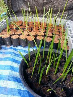 several pots with plants growing out of them on a blue and white checkered cloth