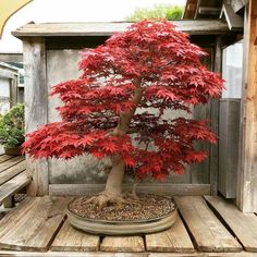 a bonsai tree with red leaves in a pot